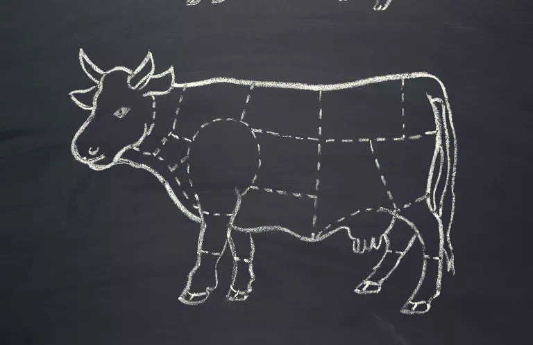 rysunek anatomii krowy